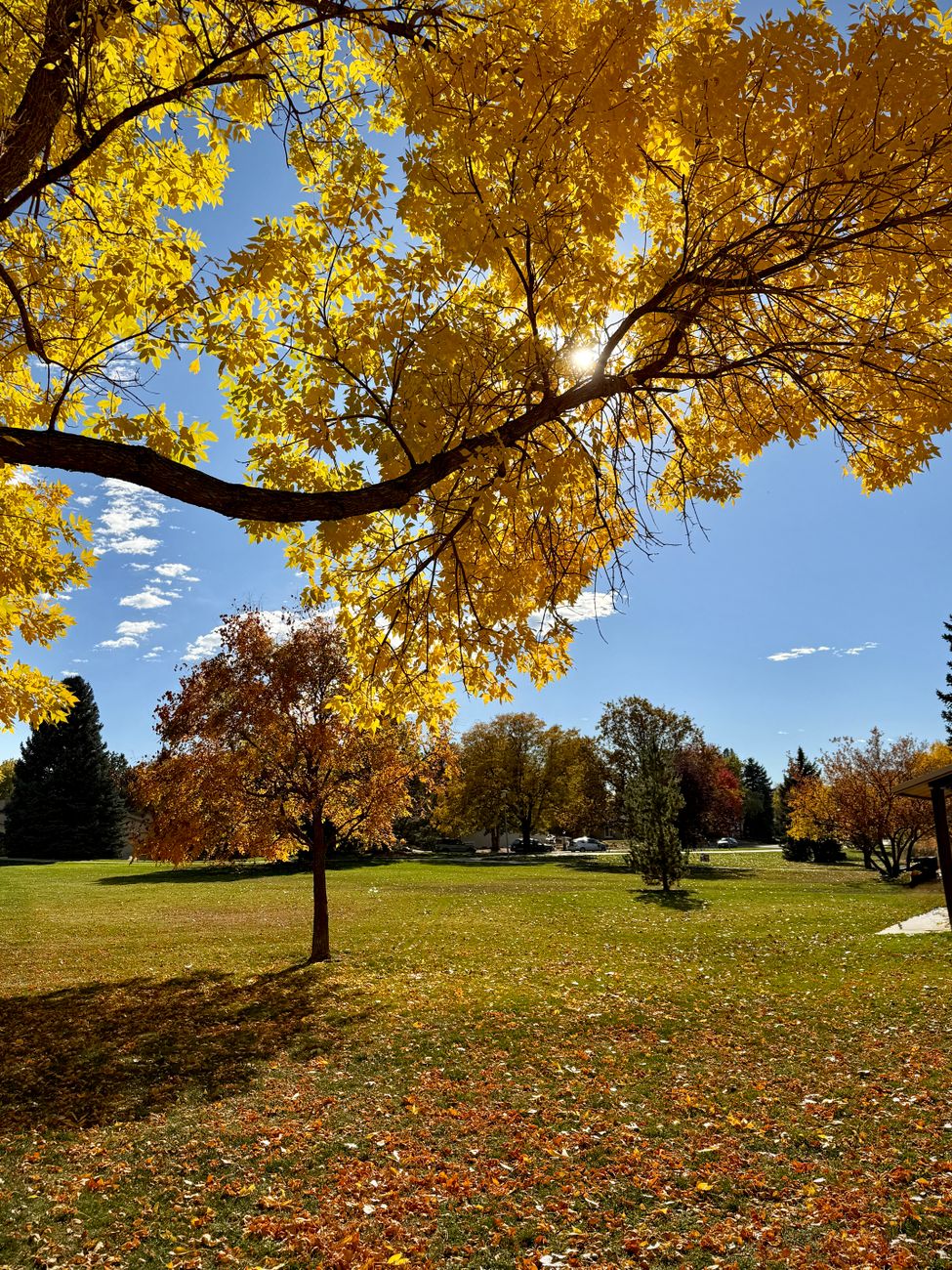 Autumn trees in a park in Longmont, Colorado.