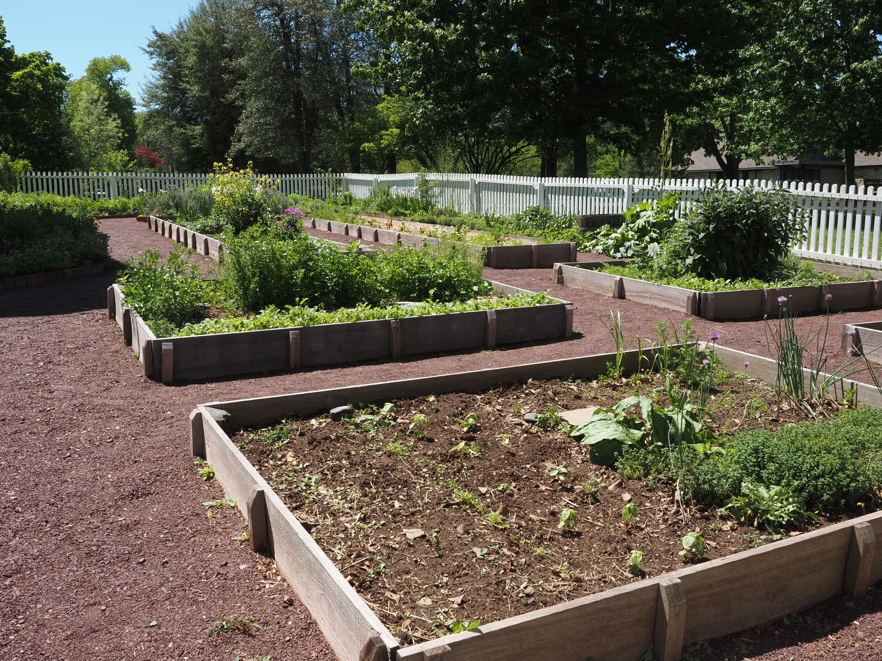 Community garden with raised beds and green plants on a sunny day.